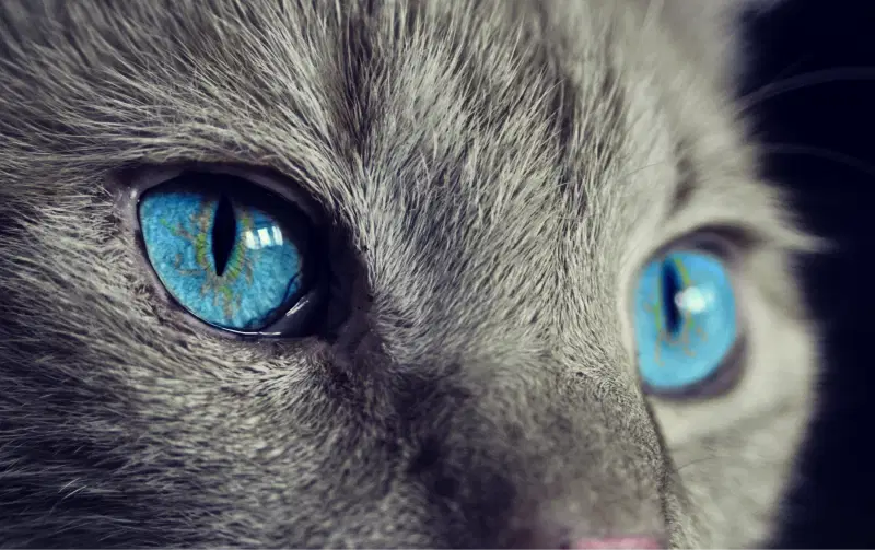 Ethics when working with animals