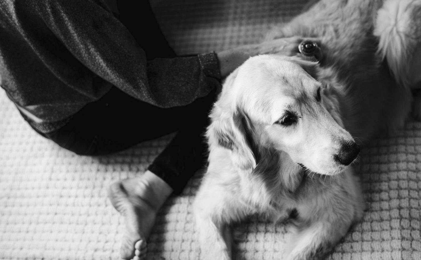 Be kind to other pet professionals