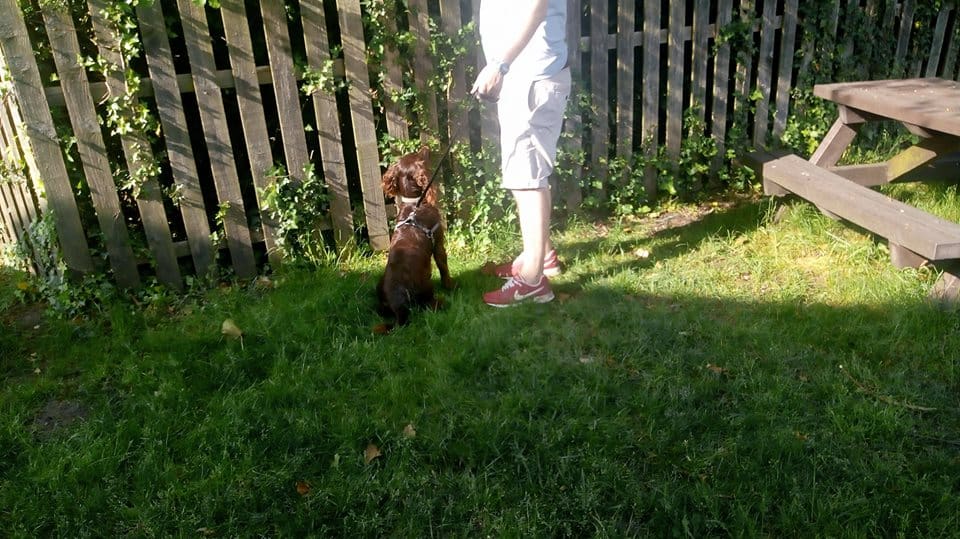 pet-trainer-illustration-06@2x Dog Training