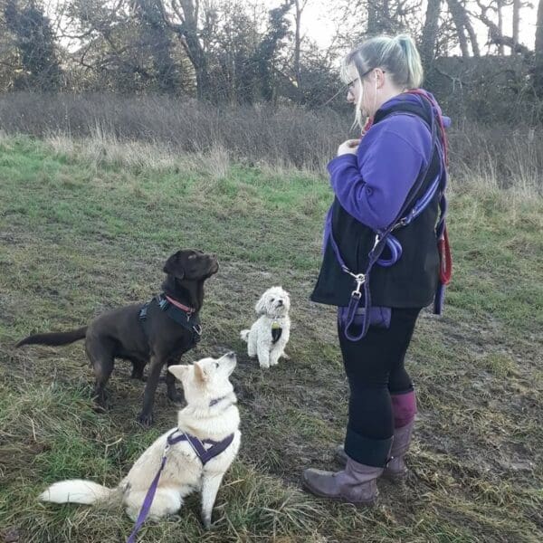 Paige's Pawfect Pet Sitting