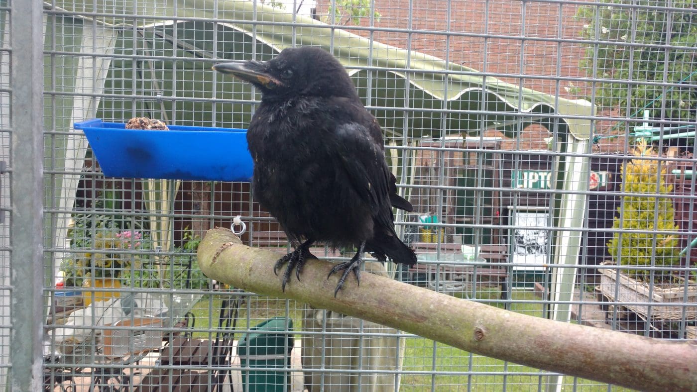 pet-trainer-illustration-06@2x