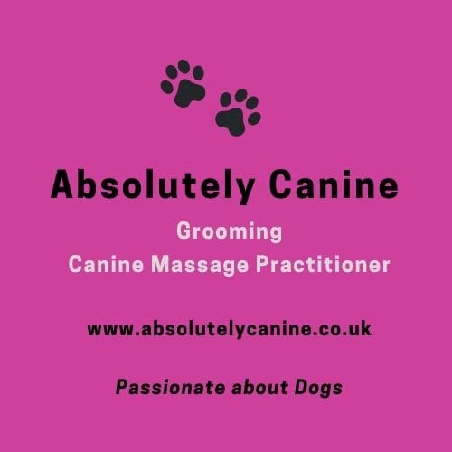 pet-trainer-illustration-06@2x